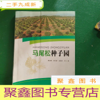 正 九成新马尾松种子园