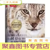 正 九成新世界野生猫科动物