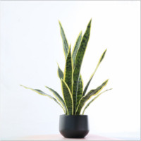 仿真植物虎皮兰盆栽 假花套装绿植 塑料盆固定小石子 仿真虎皮兰