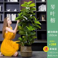 仿真植物北欧室内大型网红绿植装饰客厅散尾葵假花盆栽旅人蕉假树 3杆3叉琴叶榕160cm+藤篮编制盆