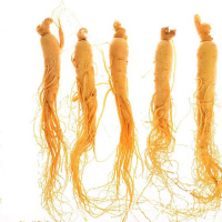 单支15-20克[三支] [长白山人参]特产人参保鲜参精选大个鲜人参煲汤泡酒材料