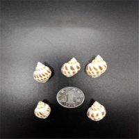 diy星空瓶许愿瓶彩虹星云瓶海洋瓶创意糖果瓶幸运星玻璃瓶子|花纹海螺20个