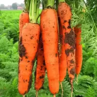帯箱9.5-10斤(中果)新鲜胡萝卜沙土地新鲜蔬菜水果红萝卜现挖现发农家自种水果胡萝卜