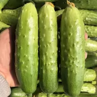 3斤精品 黄瓜新鲜旱黄瓜农家自种当季水果蔬菜