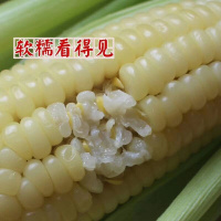 白糯玉米5斤(7-10个)左右 现发白糯玉米棒新鲜农家自种带壳黏粘玉米非水果甜玉米蔬菜