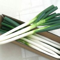 5斤截半叶去皮大葱 大葱去半叶新鲜大葱脆甜葱蔬菜大葱批发