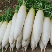 新鲜白萝卜10斤装白皮长型大萝卜水份多不发糠新鲜蔬菜