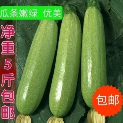 鲜嫩西葫芦 5斤精选精包装 新鲜蔬菜西葫芦农家自种三月瓜现发