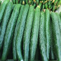 5斤黄瓜 小茴香菜新鲜不带根茴香新鲜蔬菜黄瓜茄子组合产品