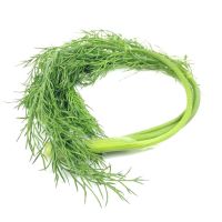 三斤装(小家庭) 小茴香菜新鲜不带根茴香新鲜绿色蔬菜黄瓜茄子组合产品