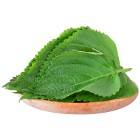 苏子叶新鲜食用包饭鲜韩国烤肉紫苏叶500g青菜紫苏新鲜蔬菜