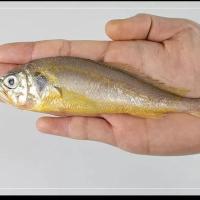 五斤装[一斤12-16条] 海捕新鲜小黄鱼冷冻黄花鱼海鲜鲜活水产