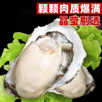 5斤装【XL号90g-120g】 新鲜牡蛎现捞鲜活生蚝带特大海蛎子海鲜水产贝类