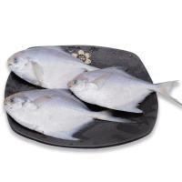 五斤银鲳鱼(每斤5-6条大很多 鲳鱼银鲳鱼白鲳鱼平鱼新鲜海鲜水产鲜活冷冻日照特产