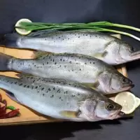 一斤一条 四条 海鲈鱼鲜鱼鲜活海鱼鲈鱼深海花鲈七星鲈新鲜水产海鲜海鱼