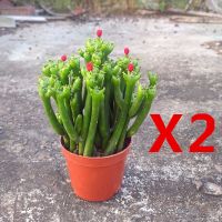 ]发财棍 8cm原盆 2盆 带盆栽好 [带盆栽好]发财棍多肉植物好运办公室内桌面绿植鲜花盆栽