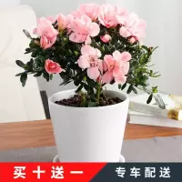 4年苗巴黎粉1颗[带花苞] 不含盆 《带花苞发货》杜鹃花四季开花盆栽花卉室内植物鲜花绿植观赏花卉