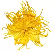 金丝皇菊大菊花茶一朵一杯茶叶贡胎菊可搭枸杞金银花茶