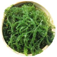 2500克 龙须菜凉菜火锅菜特产凉拌菜头发菜海发菜海草藻