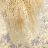 8成干盐渍湿龙须5斤龙须菜干货海石花菜凉拌菜凉菜海菜海藻