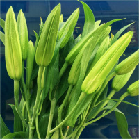 白百合10朵+送保鲜剂 基地直发真花水养鲜花花束香水百合批发玫瑰家用速递同城