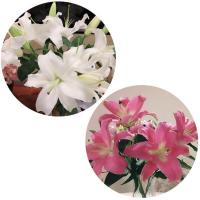 百合白10朵+星光10朵+送保鲜剂 基地直发真花水养鲜花花束香水百合批发玫瑰家用速递同城