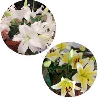 百合白10朵+黄10朵+送保鲜剂 基地直发真花水养鲜花花束香水百合批发玫瑰家用速递同城