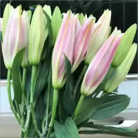 粉百合10朵+送保鲜剂 基地直发真花水养鲜花花束香水百合批发玫瑰家用速递同城
