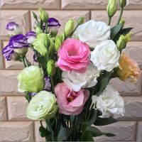 随机洋桔梗 15朵 基地直发真花水养鲜花花束香水百合批发玫瑰家用速递同城