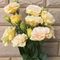 香槟洋桔梗 15朵 基地直发真花水养鲜花花束香水百合批发玫瑰家用速递同城