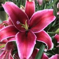 黑美人10朵+送保鲜剂 基地直发真花水养鲜花花束香水百合批发玫瑰家用速递同城