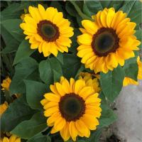 向日葵 3枝 基地直发真花水养鲜花花束香水百合批发玫瑰家用速递同城