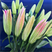 星光百合10朵+送保鲜剂 基地直发真花水养鲜花花束香水百合批发玫瑰家用速递同城