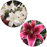 百合白10朵+黑美人10朵+送保鲜剂 基地直发真花水养鲜花花束香水百合批发玫瑰家用速递同城