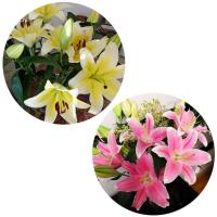 百合粉10朵+黄10朵+送保鲜剂 基地直发真花水养鲜花花束香水百合批发玫瑰家用速递同城