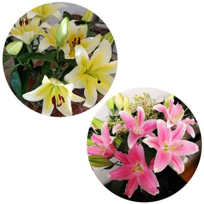 百合粉10朵+黄10朵+送保鲜剂 基地直发真花水养鲜花花束香水百合批发玫瑰家用速递同城