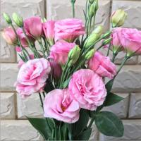 粉红色洋桔梗 15朵 基地直发真花水养鲜花花束香水百合批发玫瑰家用速递同城