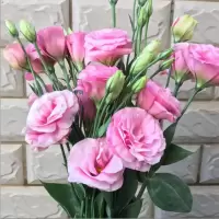 粉红色洋桔梗 15朵 基地直发真花水养鲜花花束香水百合批发玫瑰家用速递同城