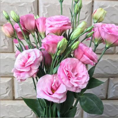 粉红色洋桔梗 15朵 基地直发真花水养鲜花花束香水百合批发玫瑰家用速递同城