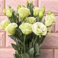 绿色洋桔梗 15朵 基地直发真花水养鲜花花束香水百合批发玫瑰家用速递同城