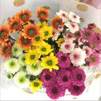 随机混色小雏菊 5枝 基地直发真花水养鲜花花束香水百合批发玫瑰家用速递同城