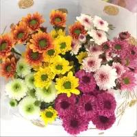 随机混色小雏菊 5枝 基地直发真花水养鲜花花束香水百合批发玫瑰家用速递同城