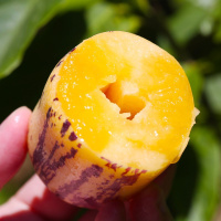 10斤(带箱) 民勤 人参果新鲜水果 黄肉人生果沙漠新鲜水果