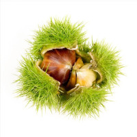 10斤老树带壳毛球板栗 新鲜农家 毛栗子生板栗