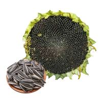 新鲜花盘 2盘(顺丰快递) 2020年新鲜向日葵花盘 瓜子盘湿葵花盘原味生瓜子