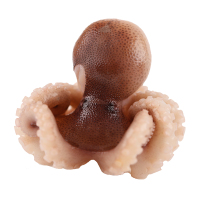 新鲜八爪鱼海鲜鲜活冷冻小章鱼迷你八爪鱼即食麻辣长腿章鱼足 1KG