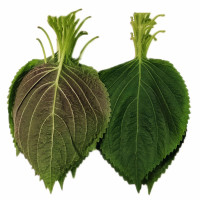 250g 约90片 [顺丰] 新鲜苏子叶 苏紫叶苏菜叶