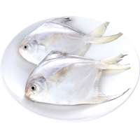 500g 约2-3条 顺丰 海捕白鲳鱼 新鲜平鱼冷冻海鱼小鲳鱼
