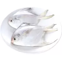 500g 约2-3条 顺丰 青岛海捕白鲳鱼 新鲜平鱼冷冻海鱼小鲳鱼