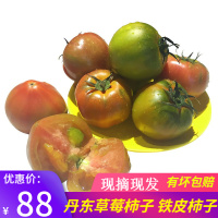 5斤 现发 [顺丰]辽宁丹东草莓柿子 2.5kg油柿子铁皮柿子番茄绿腚硬柿子